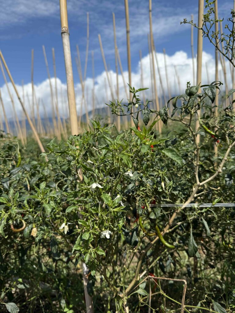 Kebun dan petani RicaSaya