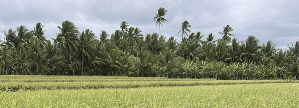 Lahan padi