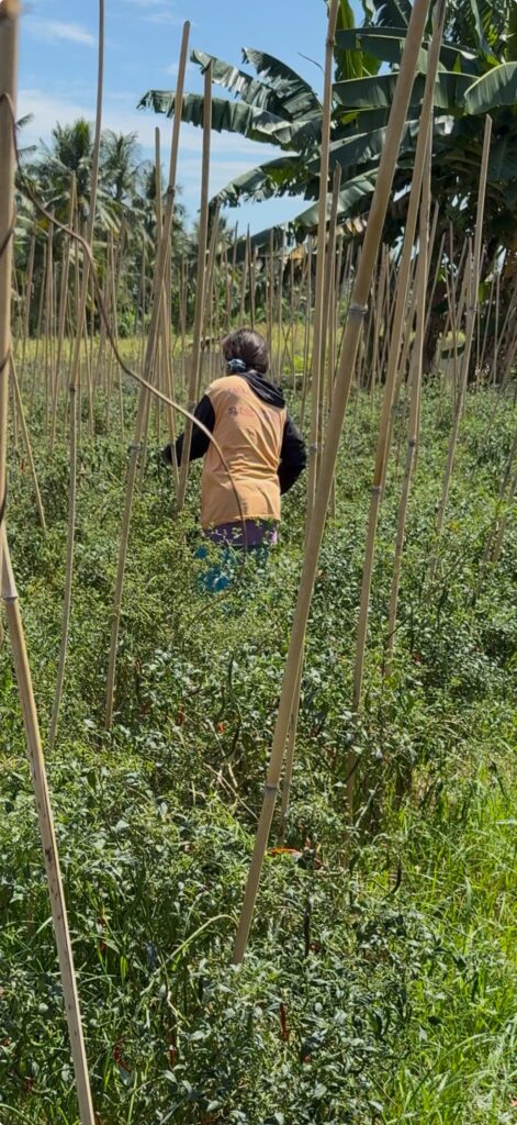 Petani lokal RicaSaya