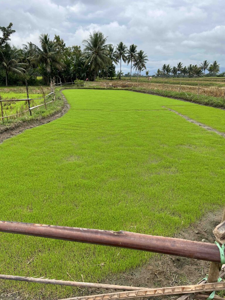 Bibit padi