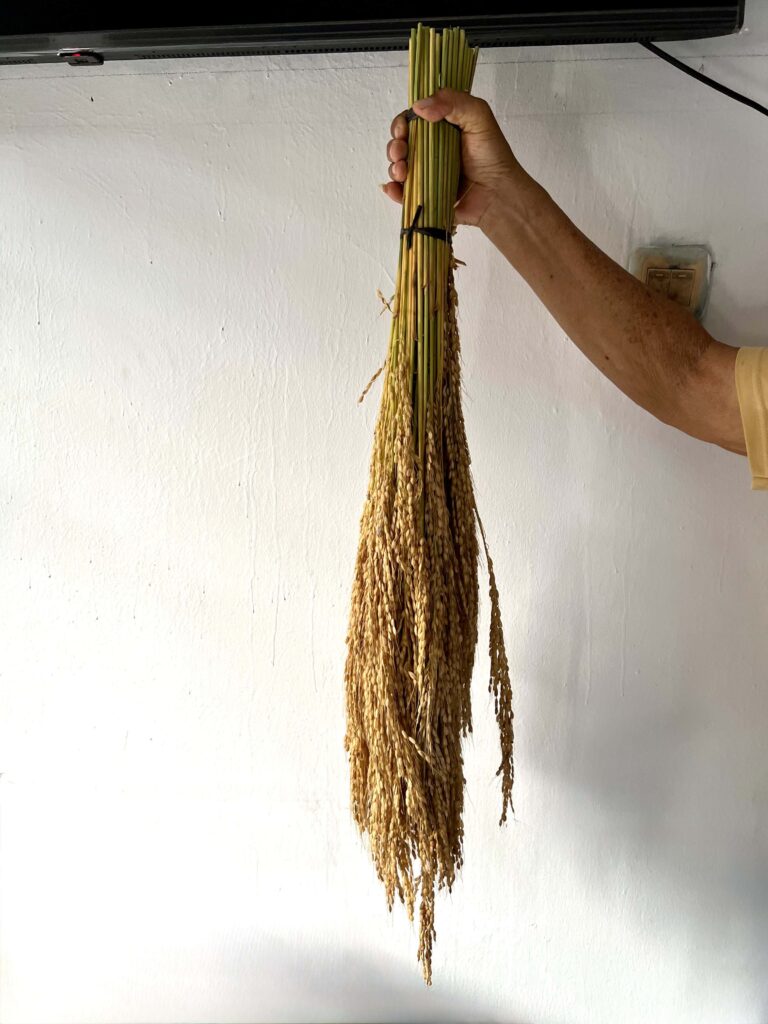 Bulir padi