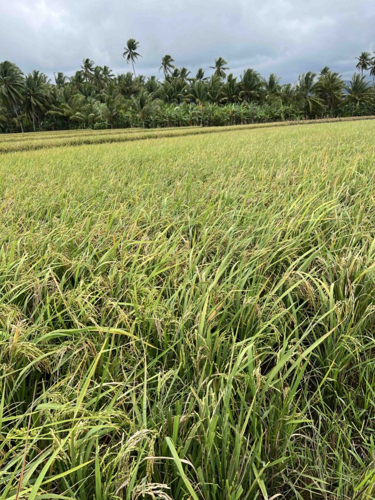 Panen padi