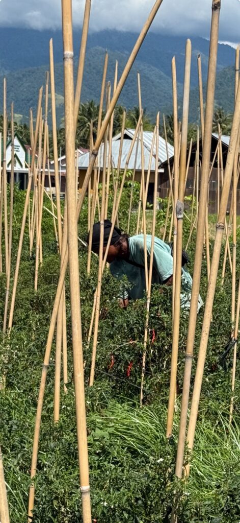 Petani di lahan pertanian